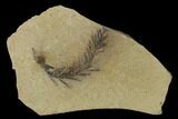 Dawn Redwood (Metasequoia) Fossil - Montana #135746-1